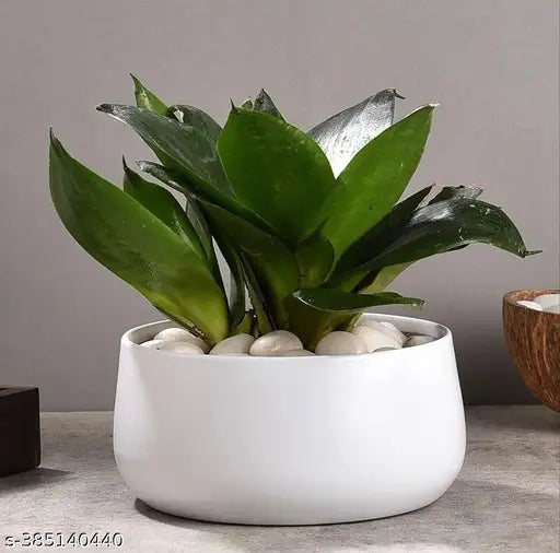 Kraphy Metal Flower Planter for Living Room | Office Decor Item | Succulent Pots | Table Top Planter | Gift Item Only Pot 